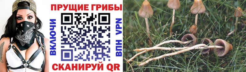 Галлюциногенные грибы мухоморы Вятские Поляны