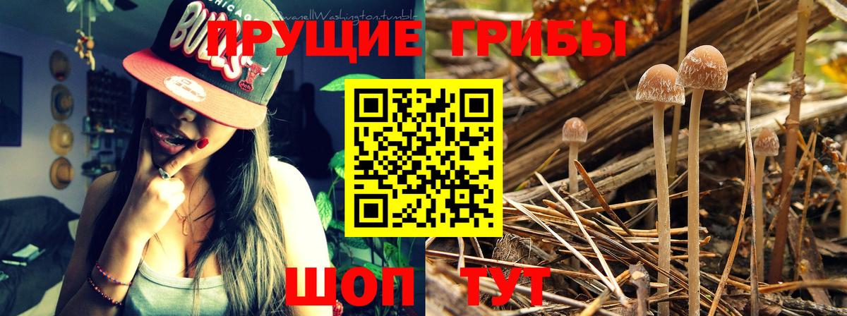 Галлюциногенные грибы Psilocybine cubensis Вятские Поляны